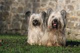 SKYE TERRIER 034